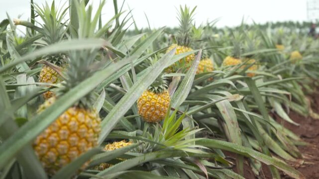Ripe pineapples growing in tropical farm field