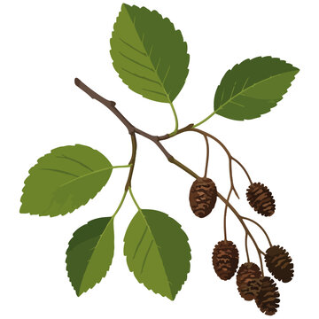 Alder Tree Branch with Green Leaves and Seed Cones Illustration