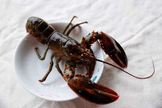 A raw live lobster on a white plate