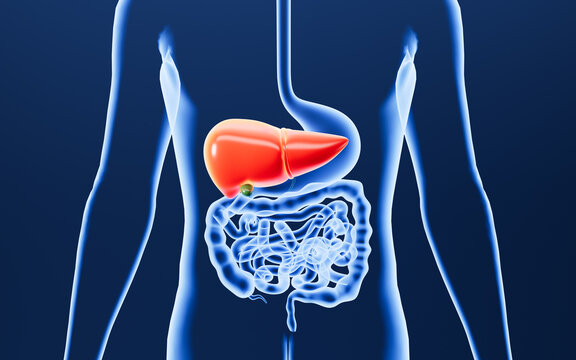 Human digestive system, including the stomach, liver, small intestine, and large intestine. 3d rendering.