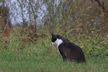 hunting cat © Thomas
