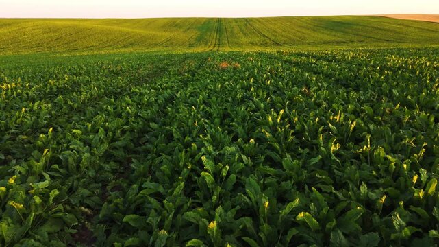 Aerial backwards flight over a lush green sugar beet field during a beautiful sunset in the countryside