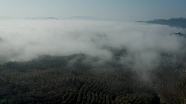 High-altitude aerial drone shot looking down at terraced rubber tree plantations on mountain slopes shrouded in thick morning fog and clouds in Luang Namtha, northern Laos.