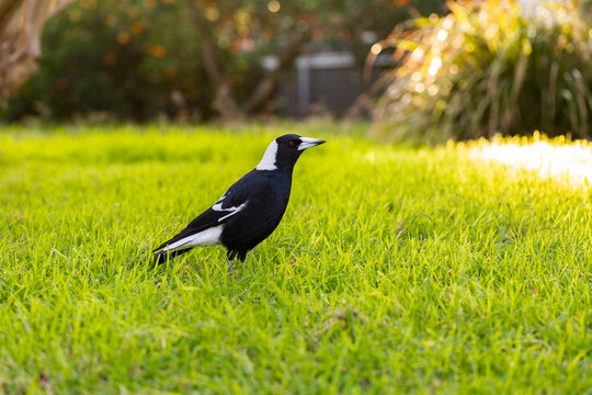 Australian magpie bird on green lawn