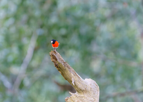 Male scarlet robin (Petroica boodang) perched on a dead branch