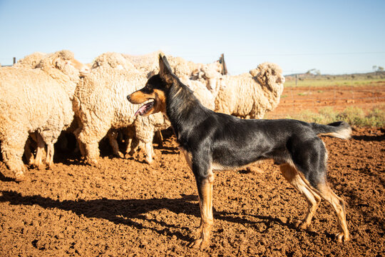Kelpie in a yard with sheep