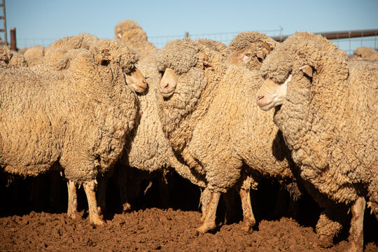 Full wool merino wethers in a yard