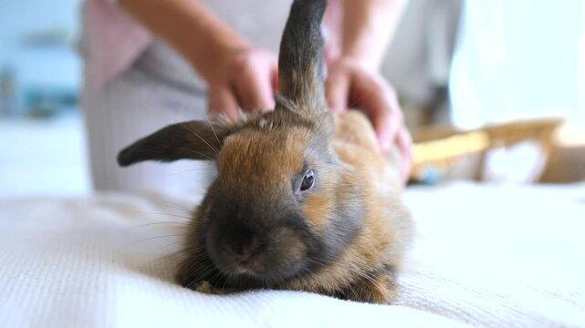 Close up of a child's hands gently stroking a cute brown dwarf rabbit resting on a light colored bedspread, showing a tender moment of care and friendship between a kid and a pet