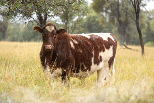 Red and white shorthorn bullock standing in lightly timbered buffel grass