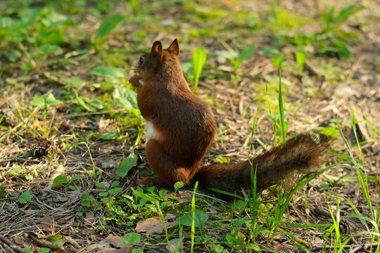 A brown squirrel with a fluffy tail is eating while sitting on the grass; view from behind