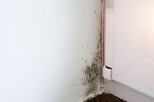 Condensation damage causing mold to grow on a white wall