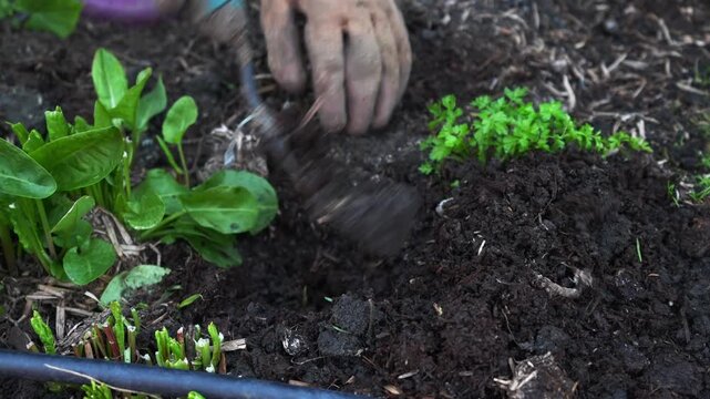 Black drip irrigation hose lying on dark garden soil between rows of young cucumber seedlings