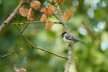 Great tit perched on a moss-covered branch surrounded by autumn leaves and green foliage, with a softly blurred natural background © in_colors