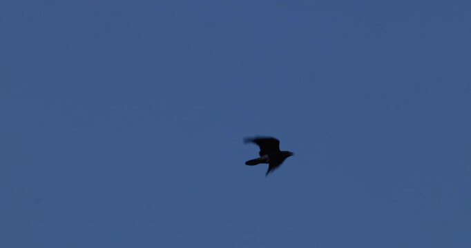 Black crow flying in blue sky slow motion