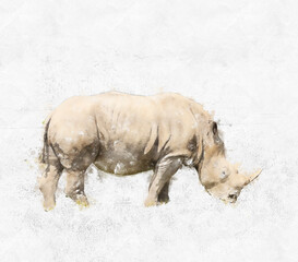 Watercolor painting illustration of White rhino on white background © Maria