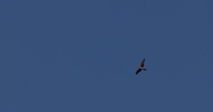Montagu's harrier soaring in blue clear sky slow motion