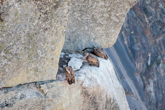 Gyps fulvus. Griffon Vultures perched on a rocky outcrop in the Arribes del Duero Natural Park, Castile and Le&oacute;n, Spain.
