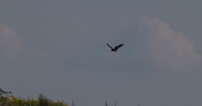 Montagu's harrier flying over wild field and vanishing behind hogweed weeds in slow motion