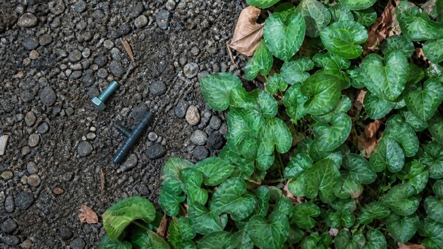 Vibrant green fresh leaves growing on dark wet pavement, natural textures contrasting with urban decay, perfect for organic themes or botanical closeups