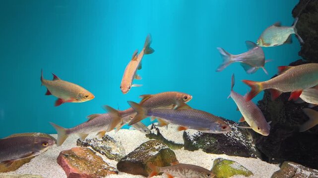 School of freshwater fish with red fins swimming above a sandy bottom and stones in a bright blue aquarium.