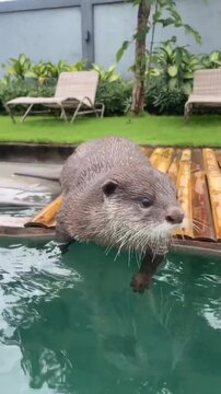 Cute otter standing on wooden platform edge at pool water