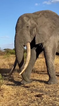 African elephant with huge long tusks walking and foraging among trees