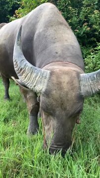 Large water buffalo with big horns grazing on green grass in a field