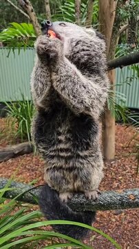 Cute binturong standing on branch holding and eating a piece of fruit