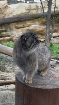 Fluffy Pallas cat standing on tree stump looking around attentively