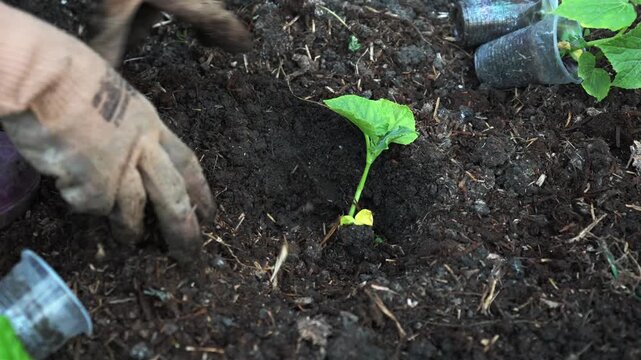 Hands in gloves transplant a cucumber seedling from a plastic cup into prepared garden soil