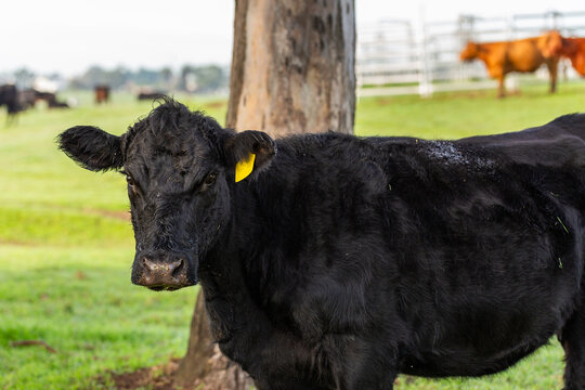 Black cow standing on green dewy paddock grass on cold winter morning