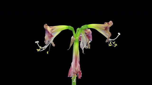 4K time lapse of a red and white Amaryllis Ambiance cut flower fading, drooping and closing as it wilts and withers, isolated on a black background.