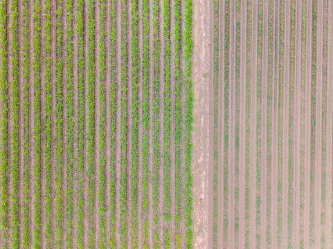 Aerial view of Sugar Cane Farm