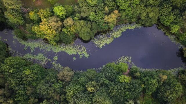 Top-Down Aerial Video of Blackley Forest Pond, Woodland, and Meadow in Manchester
