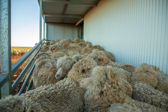 Full wool merino sheep on a ramp up into a shearing shed