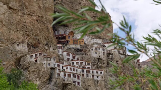 Zanskar, India : Static footage of tree branch blew by the wind with Phuktal gompa, cliffside monastery built in natural cave of Zanskar in Ladakh, India in the background on sunny day