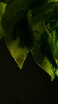 Close up of pure rain water dripping from curved foliage Vertical Video 2160p 24fps
