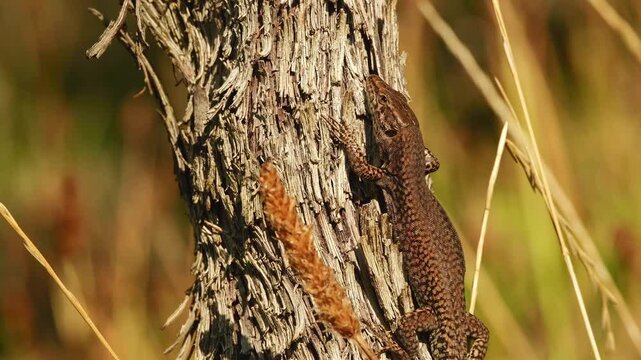 A common wall lizard rests on the rough bark of a grapevine, basking in the warm golden sunlight.