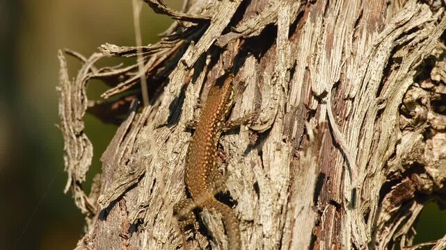A common wall lizard basking in the sunlight, partially hidden among the rough bark of a grapevine, then quickly crawling upward along the vine trunk.