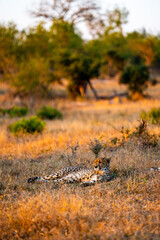 Male cheetah resting after a failed hunt in the Sabisand reserve © Quentin
