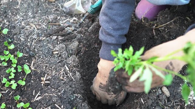 Gardener's hands digging in dark garden soil while planting young tomato seedlings in a bed