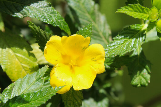 Bright yellow Turnera ulmifolia flower in full bloom among glossy green serrated leaves in sunlight