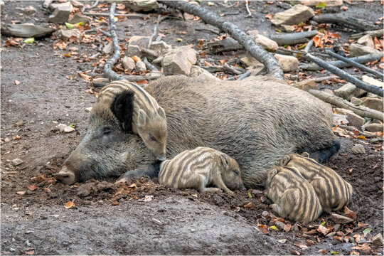 Wildschwein Frischlinge