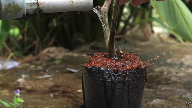 Fresh water flowing from pipe watering a young tree sapling in nursery pot with coconut coir substrate