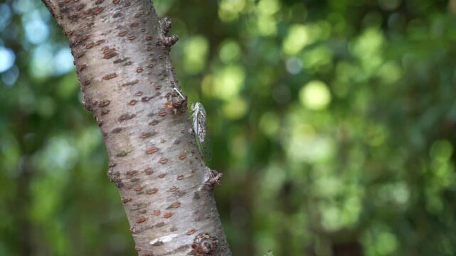Cicada on Tree Trunk in Green Forest
