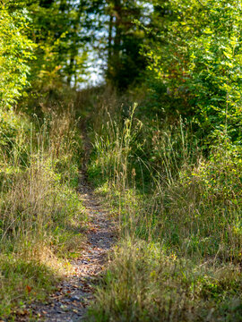Waldweg im Sommer