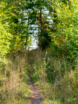 Waldweg im Sommer