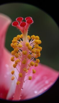 Close-up of hibiscus stamen with dew drops
