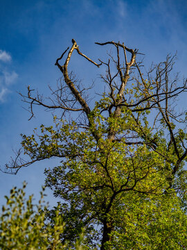 Abgestorbene B&auml;ume im Wald