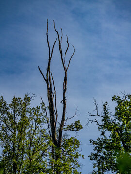 Abgestorbene B&auml;ume im Wald
